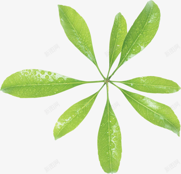 绿色创意造型树叶png免抠素材_新图网 https://ixintu.com 创意 树叶 绿色 设计 造型