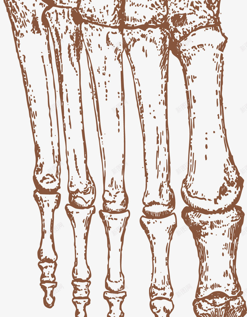 骨头手绘png免抠素材_新图网 https://ixintu.com 徒手绘制 手绘 线条绘制 钢笔手绘 钢笔画画 骨头