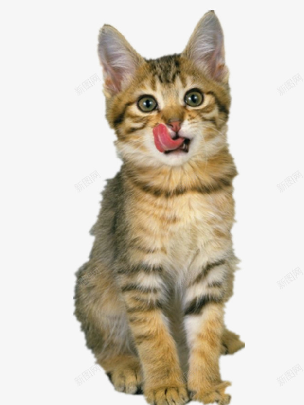 宠物猫咪png免抠素材_新图网 https://ixintu.com png图片 产品实物 可爱的猫 漂亮的猫
