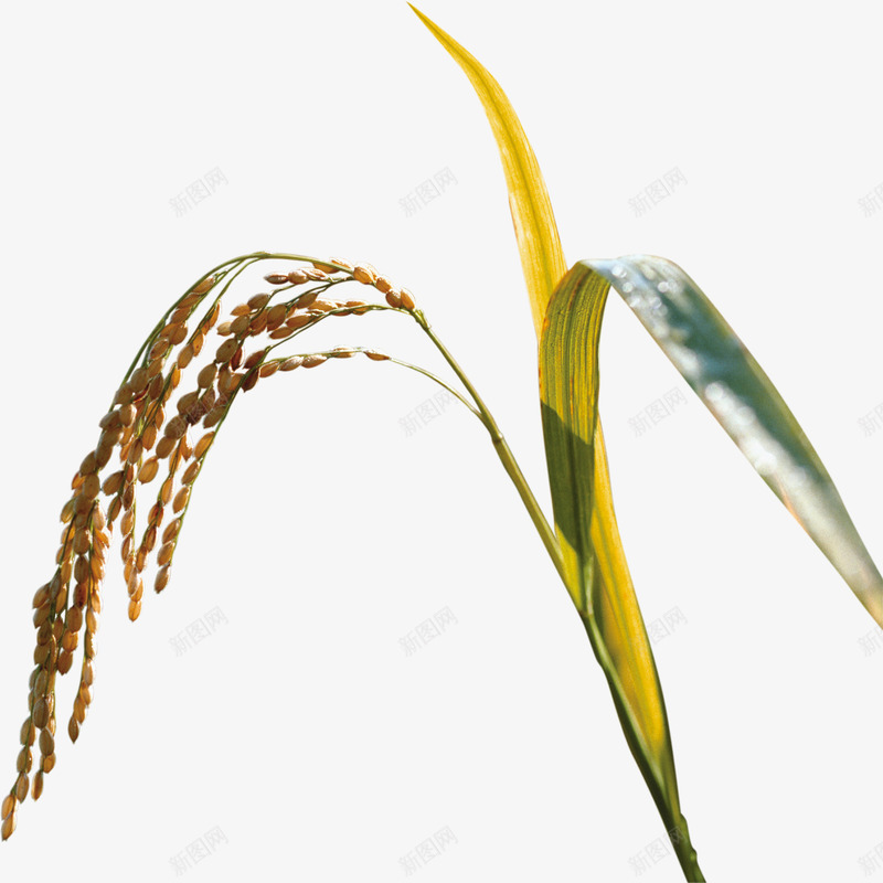 麦穗麦子png免抠素材_新图网 https://ixintu.com 免抠PNG图片 农业 小麦 稻谷 麦子 麦穗