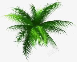 绿色清爽椰树风光素材