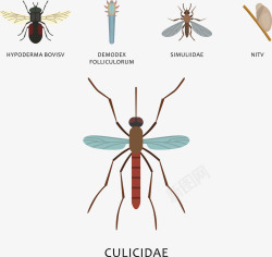 蚊子和昆虫矢量图素材