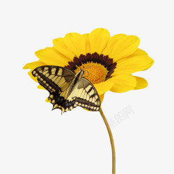 黄色有观赏性吸引蝴蝶的一朵大花素材