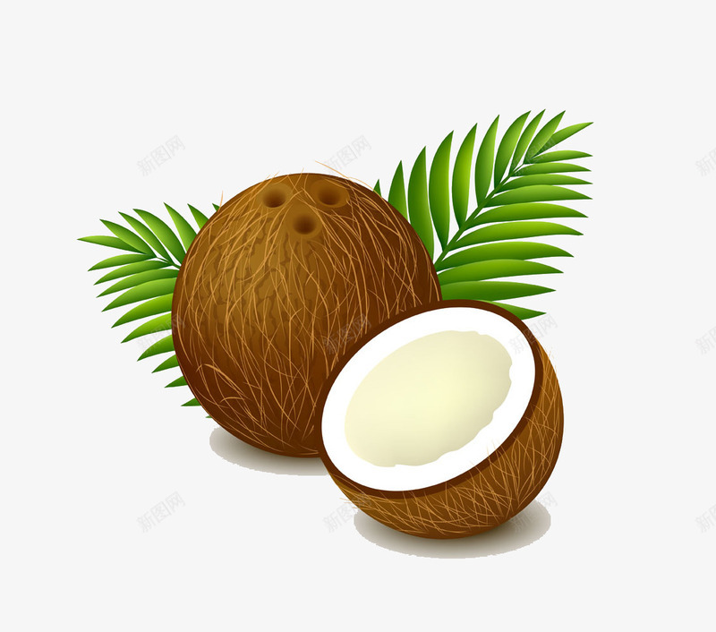 椰子png免抠素材_新图网 https://ixintu.com 椰子 椰肉 热带水果 食物