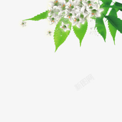 绿色花朵百合素材