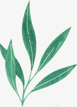 长形叶子长条可爱的手绘植物高清图片