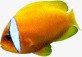 鱼金鱼热带鱼黄色素材