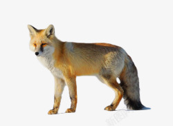 橘黄色狐狸站立的狐狸高清图片