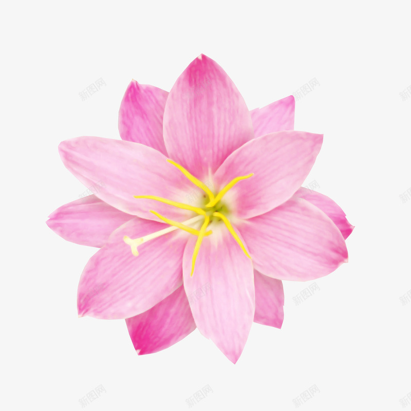 粉红花卉贴图png免抠素材_新图网 https://ixintu.com 植物 花卉 花朵 装饰