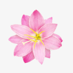粉红花卉贴图素材