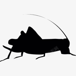 蟋蟀的轮廓板球图标高清图片