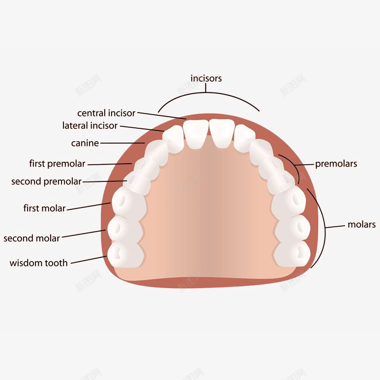 卡通牙科口腔牙齿介绍插画png免抠素材_新图网 https://ixintu.com 卡通 口腔 插图 智齿 牙科 牙齿 牙龈 牙龈健康刷牙防蛀牙 简介 配图