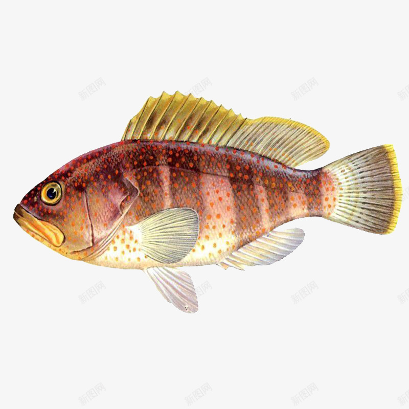 红色斑点鱼png免抠素材_新图网 https://ixintu.com 产品实物 动物 斑点 海里动物 热带鱼 红色 观赏鱼 鱼