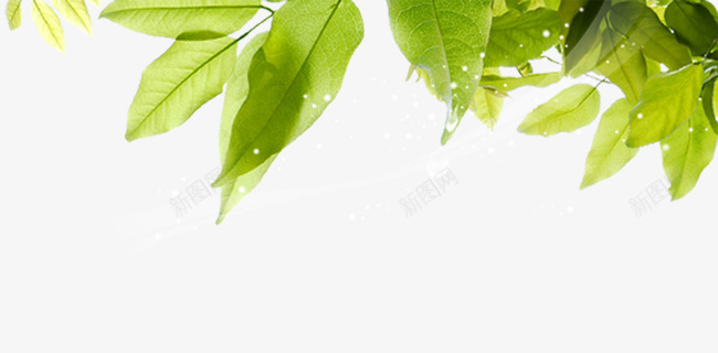 树叶和阳光png免抠素材_新图网 https://ixintu.com 树叶 树叶装饰图 白色光 绿色 阳光