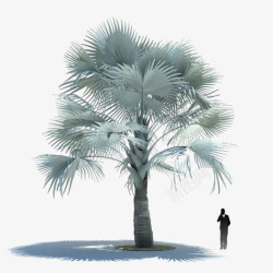 针形叶片椰子树元素高清图片