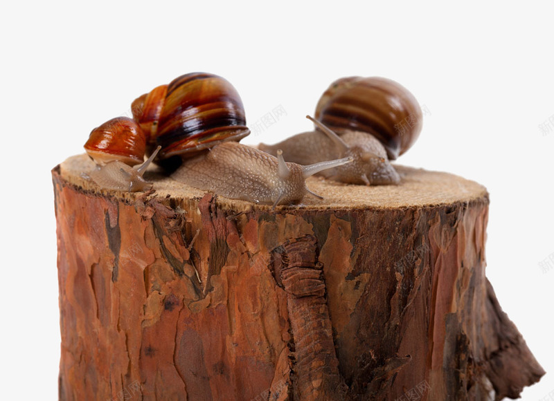木桩上的蜗牛png免抠素材_新图网 https://ixintu.com 怀旧 木桩 蜗牛 装饰