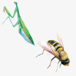彩绘蜜蜂矢量图蜜蜂昆虫类手绘片高清图片