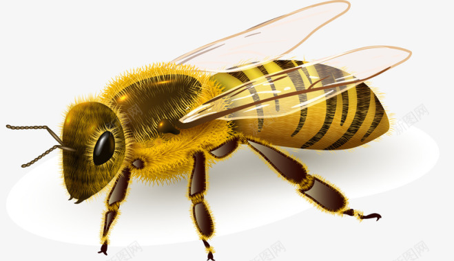 蜜蜂矢量图图标图标