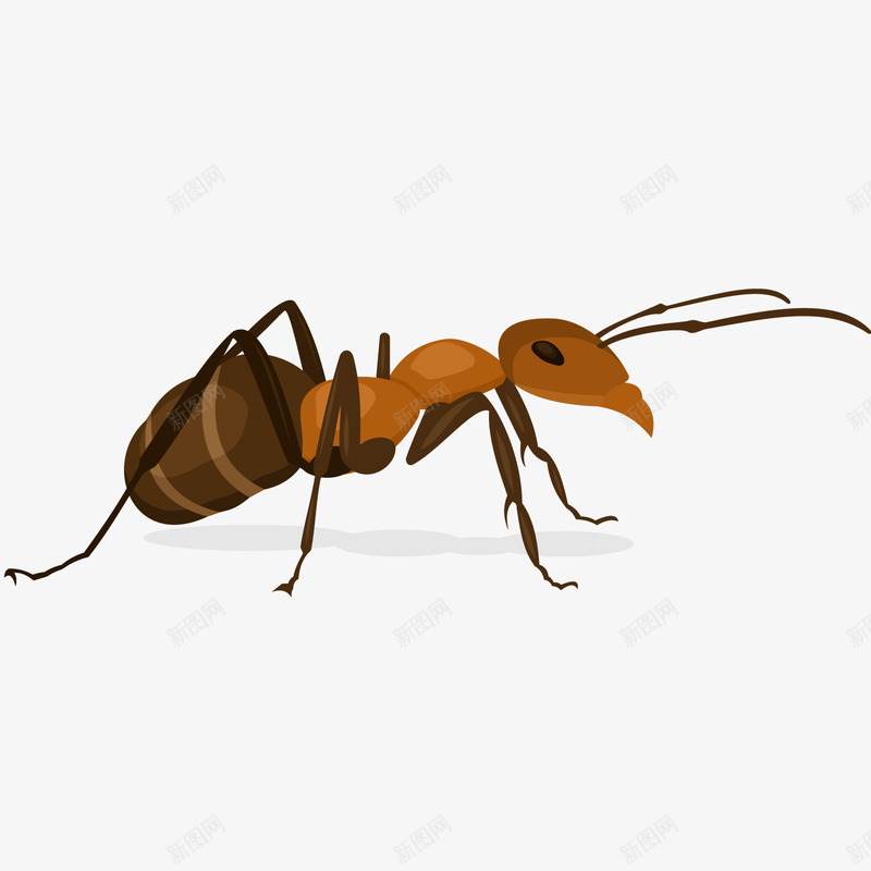小蚂蚁png免抠素材_新图网 https://ixintu.com 动物 昆虫 生物 蚂蚁矢量图