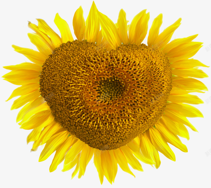 植物黄色爱心型花朵png免抠素材_新图网 https://ixintu.com 植物 爱心 花朵 黄色