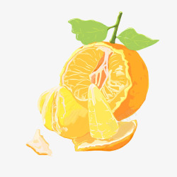 橘子手绘矢量图素材