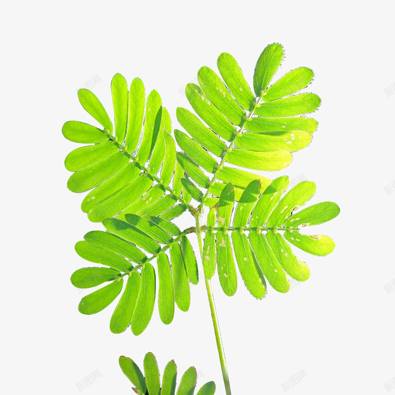 绿色含羞草png免抠素材_新图网 https://ixintu.com 叶子 含羞草 植物 清新 绿色