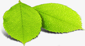 阳光下的绿叶植物装饰png免抠素材_新图网 https://ixintu.com 植物 绿叶 装饰 阳光