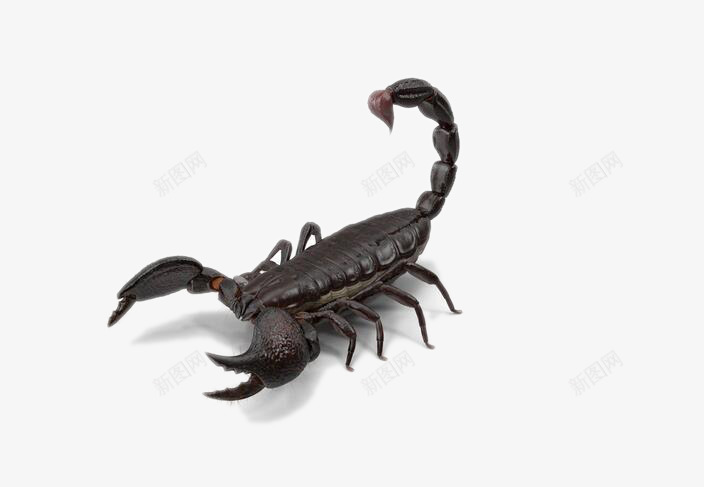 黑色蝎子png免抠素材_新图网 https://ixintu.com 免费png图片 昆虫 毒物 蝎子