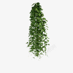 盆栽鲜草绿色垂吊植物多条鲜草绿色垂吊植物高清图片