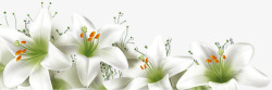 白色唯美百合花朵美景素材