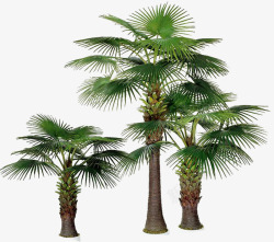 绿色热带植物装饰素材