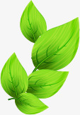 绿色清爽树叶造型素材