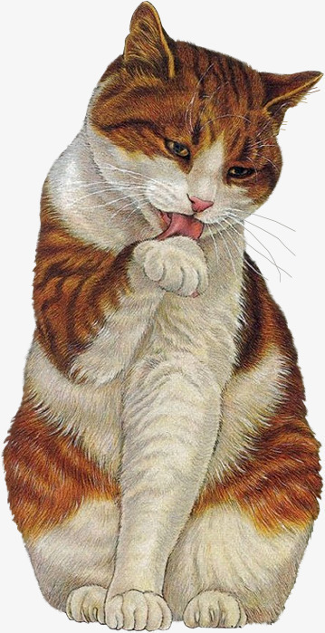舔爪子的猫咪png免抠素材_新图网 https://ixintu.com 创意 卡通 手绘 歪头猫咪 猫咪