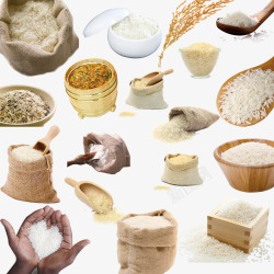 稻穗中的米饭产品实物高清图片