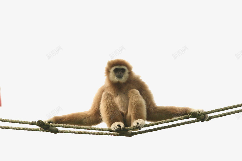 绳子上的猴子png免抠素材_新图网 https://ixintu.com 动物 猴子 绳子 表演