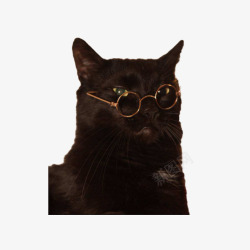 带金属眼镜戴眼镜的黑猫高清图片