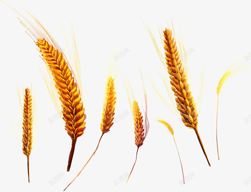 手绘金色麦穗png免抠素材_新图网 https://ixintu.com 农作物 卡通麦子 小麦 收获 粮食 金色麦子 麦穗 麦粒