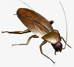 卡通绘画昆虫蟑螂素材