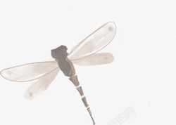 虫子图案褐色简约蜻蜓高清图片