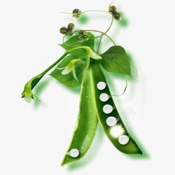 绿色豌豆荚绿色创意豌豆高清图片