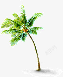 热带风情椰树素材