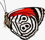 红白蝴蝶蝴蝶高清图片