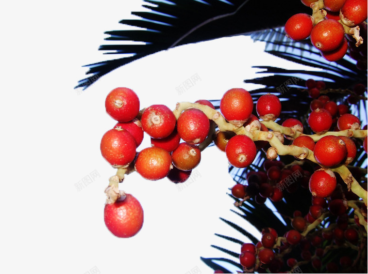 棕榈树枝上的红色棕榈果png免抠素材_新图网 https://ixintu.com 果实 棕榈果 棕榈树 棕榈科 灌木植物 热带植物 红色
