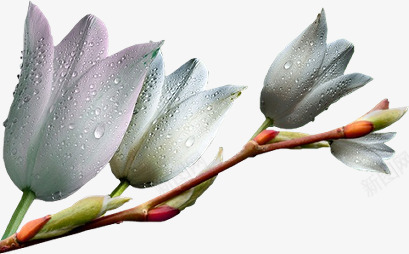 花卉图案线描花卉png免抠素材_新图网 https://ixintu.com 花卉图案 花卉图案素材 花卉图片 花卉插画 花草标签 花草矢量图素材 装饰卡通