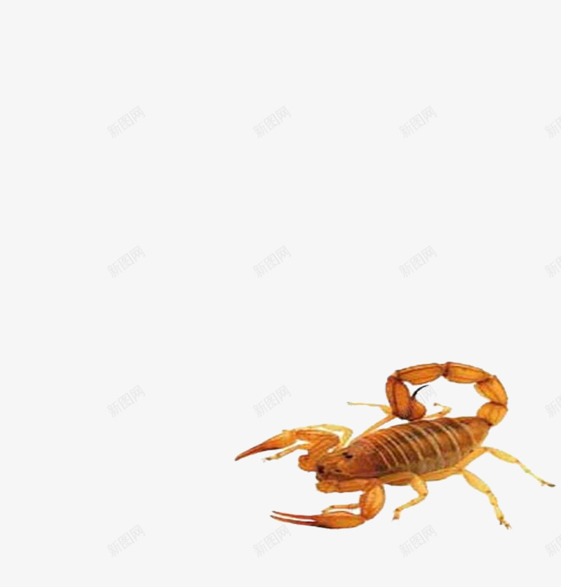 蝎子png免抠素材_新图网 https://ixintu.com 动物 昆虫 蝎子
