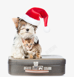 坐在行李箱坐在行李箱上的猫狗高清图片