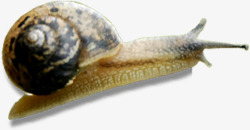 蜗牛爬行造型户外素材