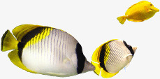 黄色可爱热带鱼素材