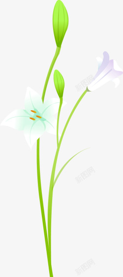 喇叭花白色花朵植物素材