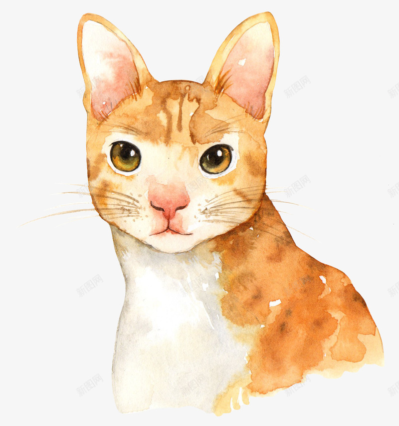 大眼睛猫咪手绘图png免抠素材_新图网 https://ixintu.com 动物 可爱的 手绘图 眼睛 简图 胡须 黄色猫咪